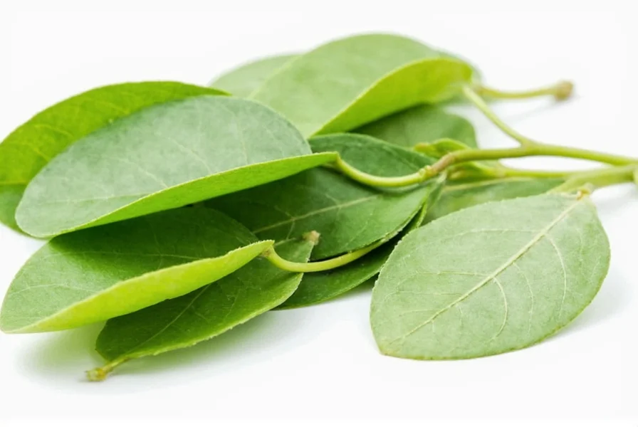 Clove Leaves: Facts, Uses, and Common Misconceptions