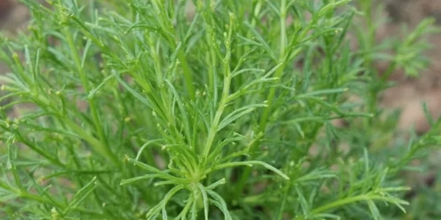 dill the herb that s anything but boring what exactly is a dill