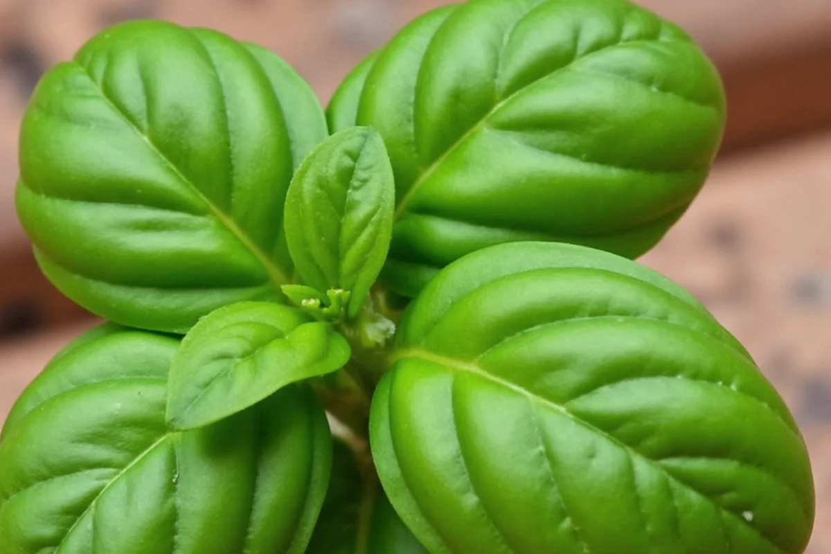 how to trim basil plant without killing it
