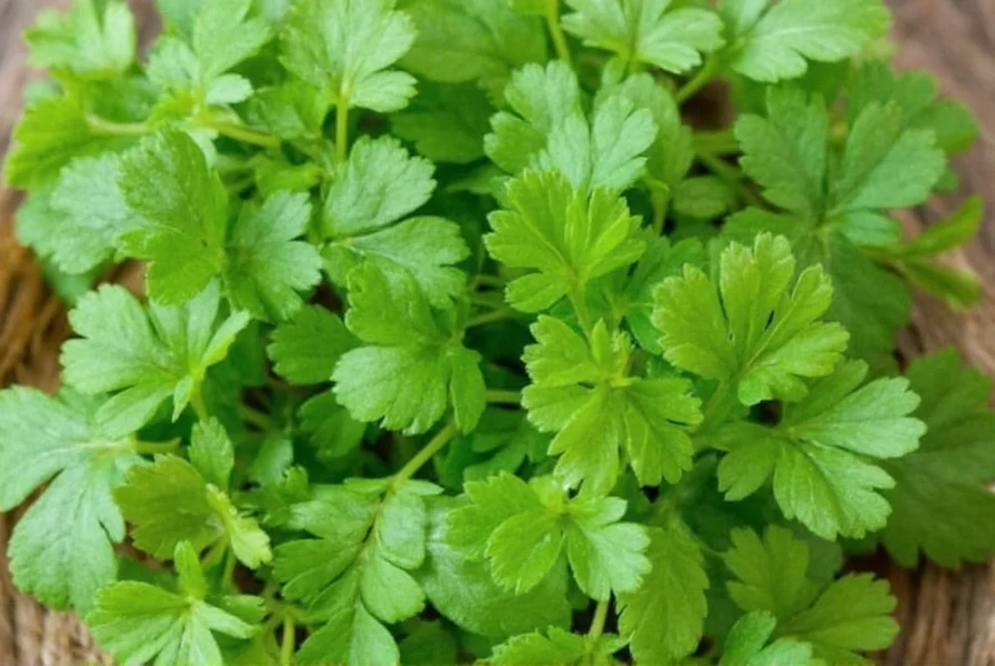 Close-up view of fresh cilantro leaves next to dried coriander seeds showing the visual difference between the two
