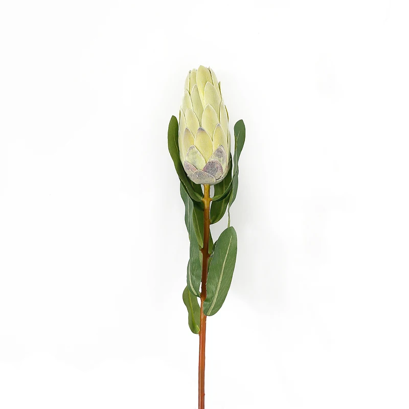 South Africa Queen Protea Magnifica Flower For Decoration Artificial
