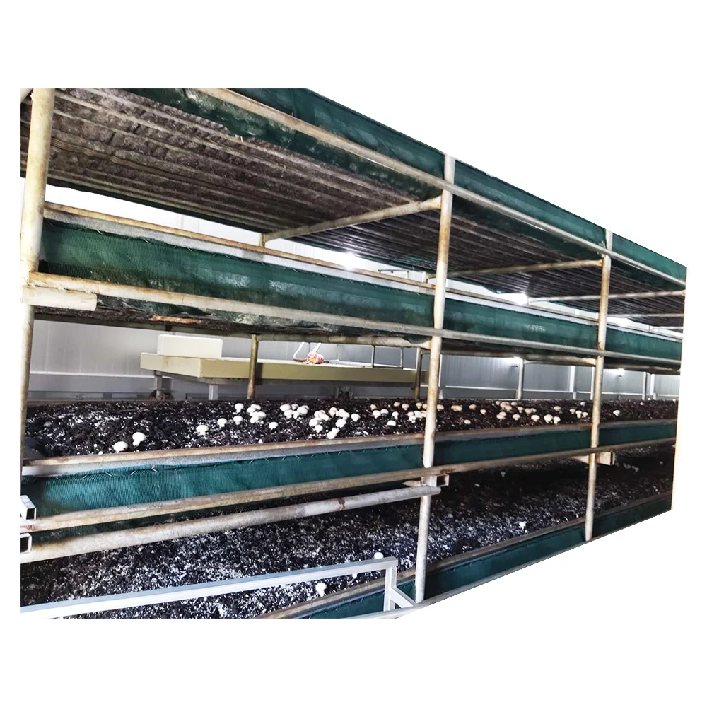 
Certificate mushroom farm frozen healthy fresh shiitake mushroom mycelium 