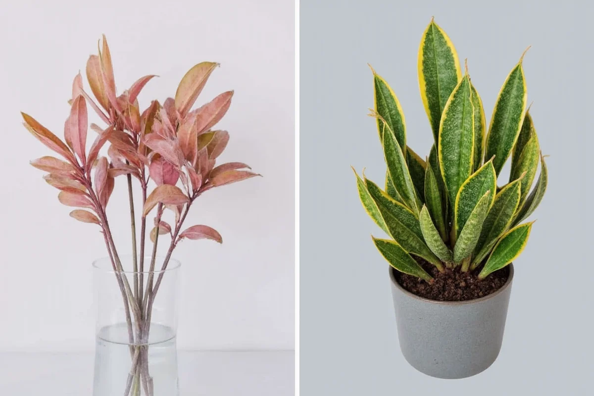 is snake plant safe for cats