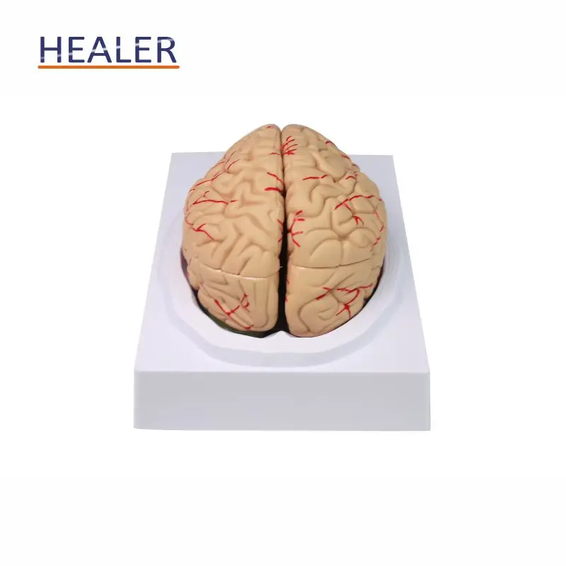 Pvc Brain Detachable 8-Part PVC Brain Model - Anatomical Study Tool