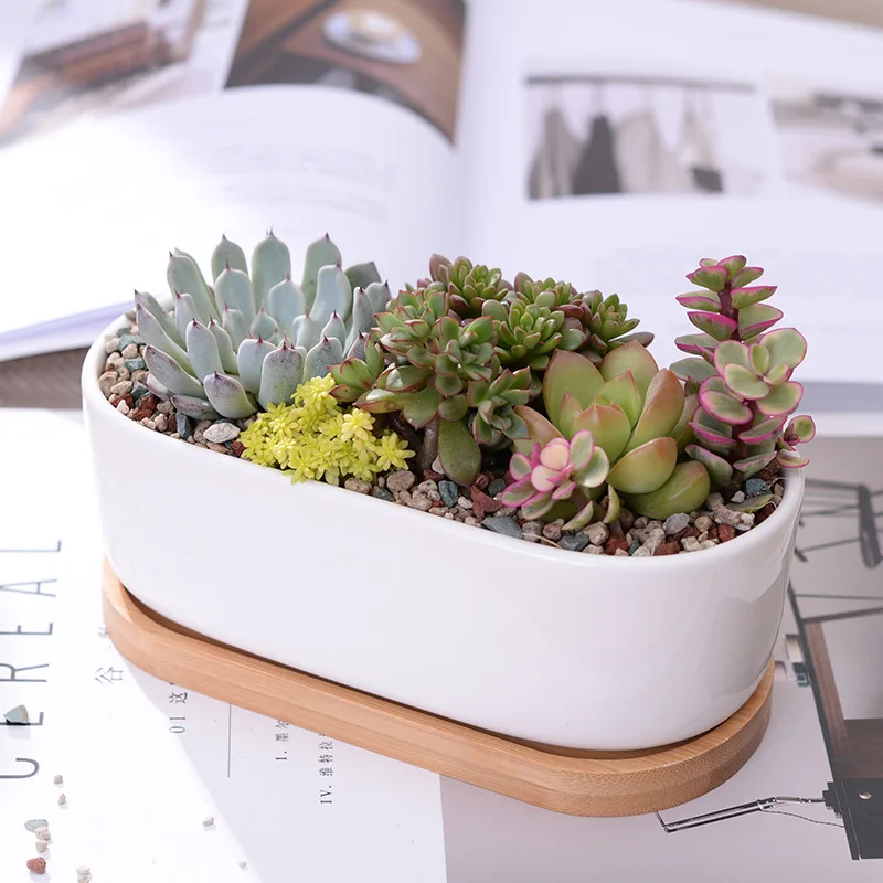 

Set Minimalist White Ceramic Succulent Plant Porcelain Planter Decorative Desktop Flower Home Decor(1 Pot + 1 Tray)