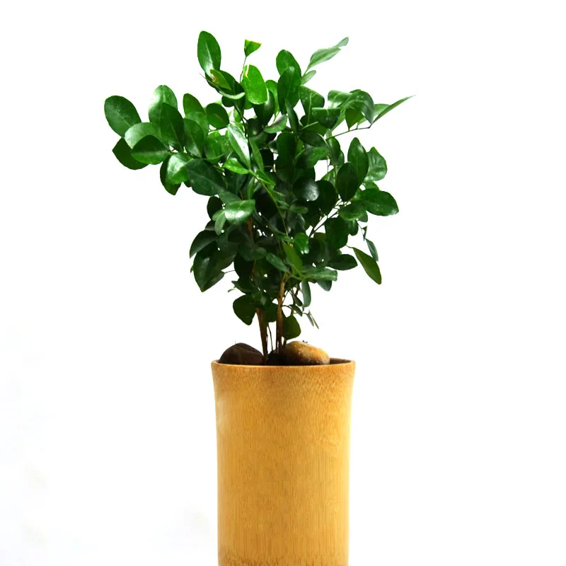 
Manufacturers professional customized bamboo green bamboo flower pot vase home decoration 