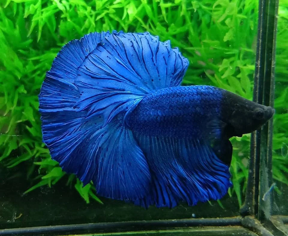 
HALFMOONS - Thailand Betta Fish Live Multicolor Koi Galaxy Rose Plakats Male Siamese Fighting Ornamental Fish Pet Aquariums Tank 