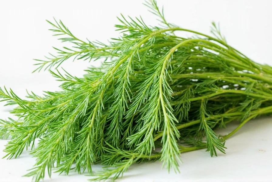 Fresh dill plant growing in a garden