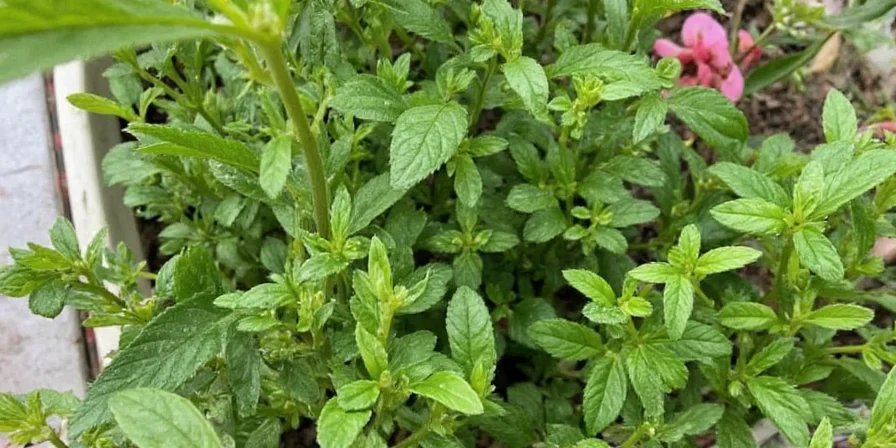 Herb Seasonings Demystified: From Garden to Plate in 7 Zesty Steps!