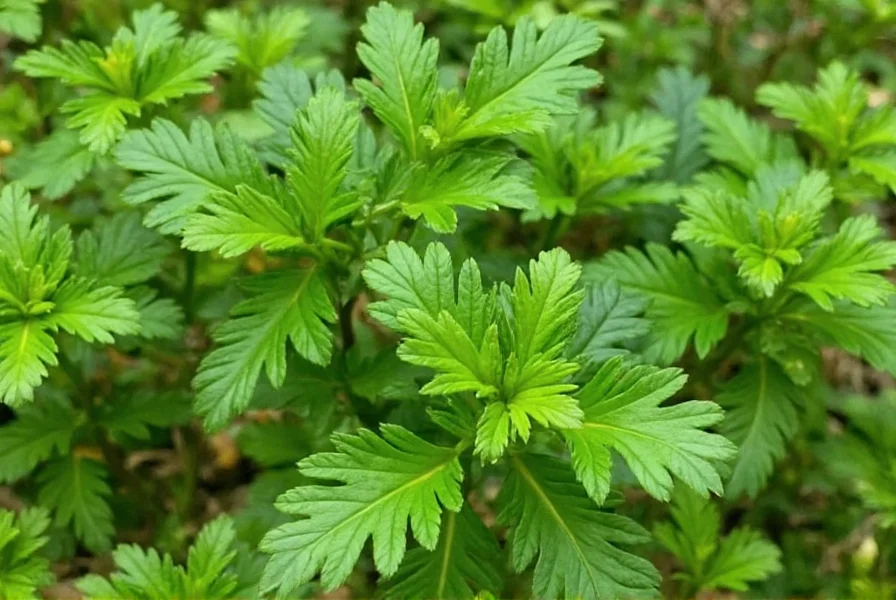 Recipes using parsley and cilantro