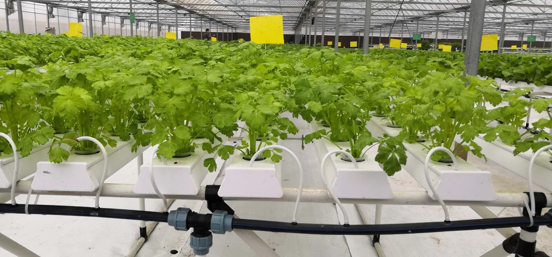 Vertical Farm Nft Hydroponics Pineapple Aeroponic Tower Hydroponic