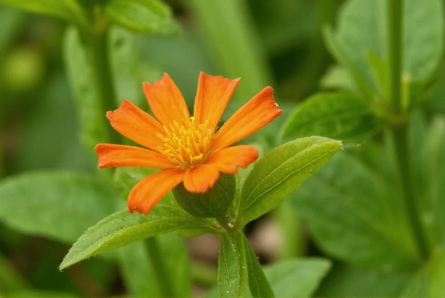 Side-by-side comparison of orange clover, red clover, and white clover showing flower color differences