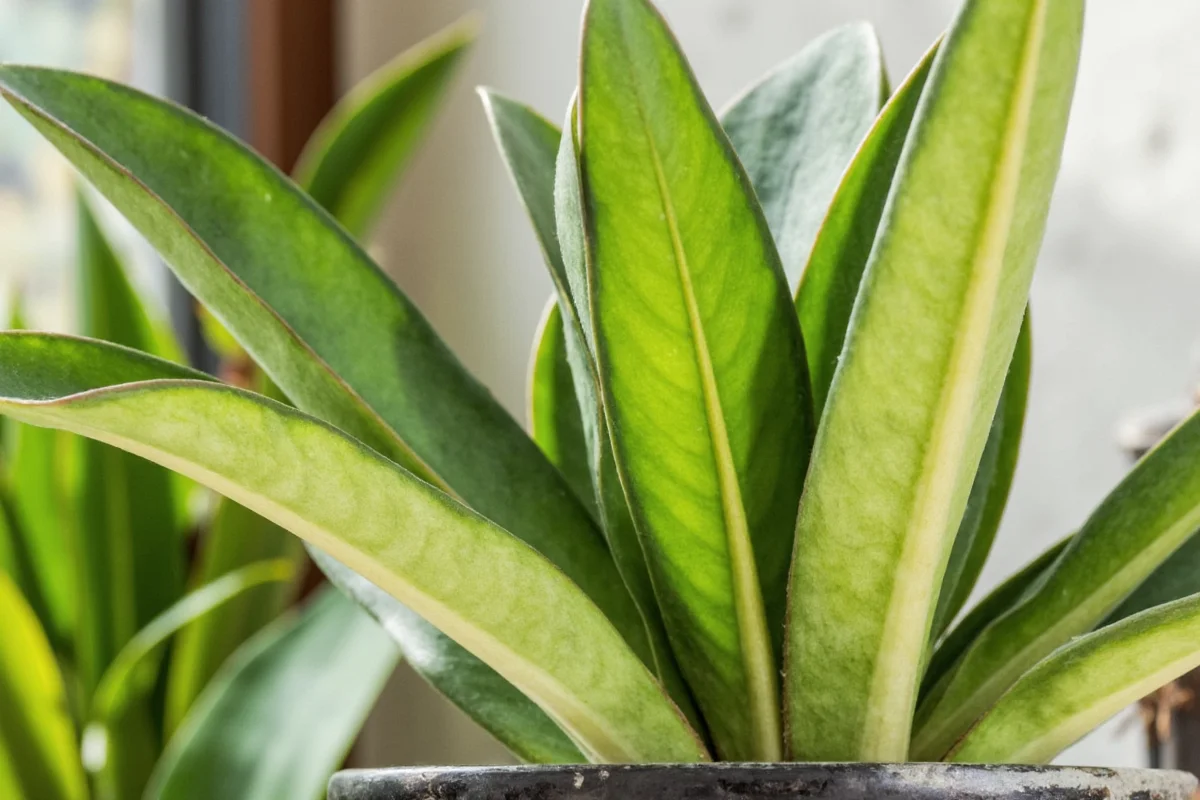 how much sunlight does a snake plant need