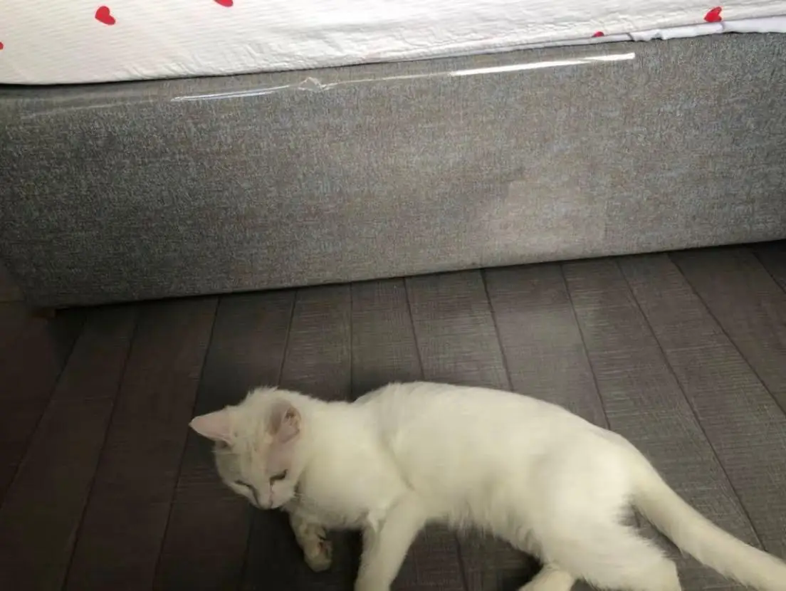 protector de sofa de cuero antiaranazos para gatos buy de gato sofa vinilo de gato sofa gato rasguno anti disuasion sofa product on alibaba com