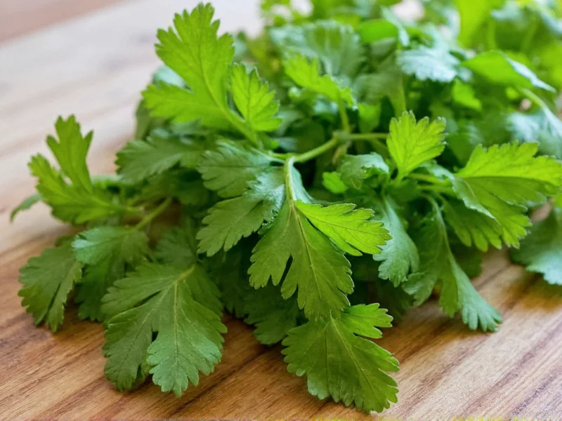 Can Cilantro Be Dried? Yes, But With Important Considerations