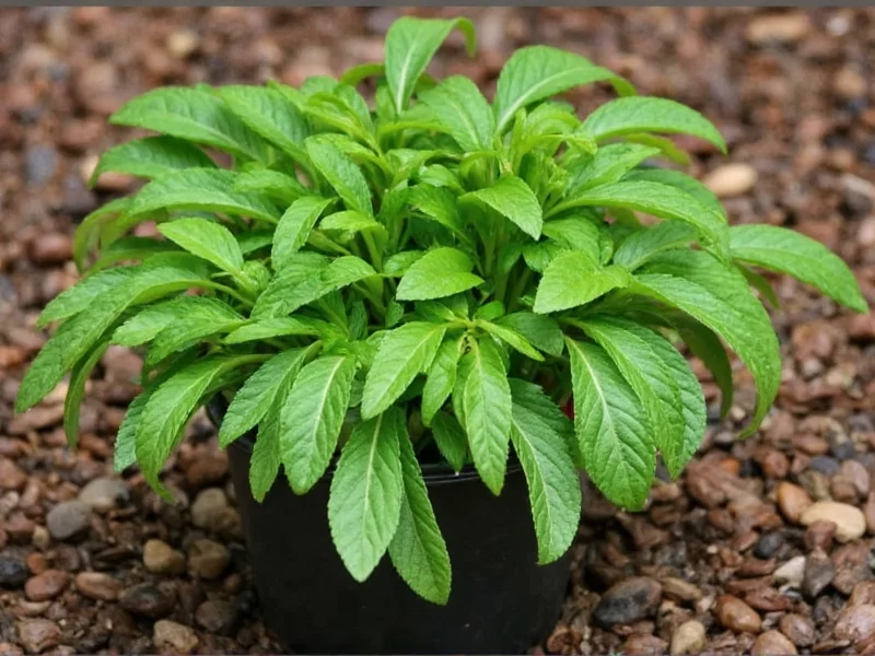 Essential Japanese Herbs: Guide to Traditional Varieties