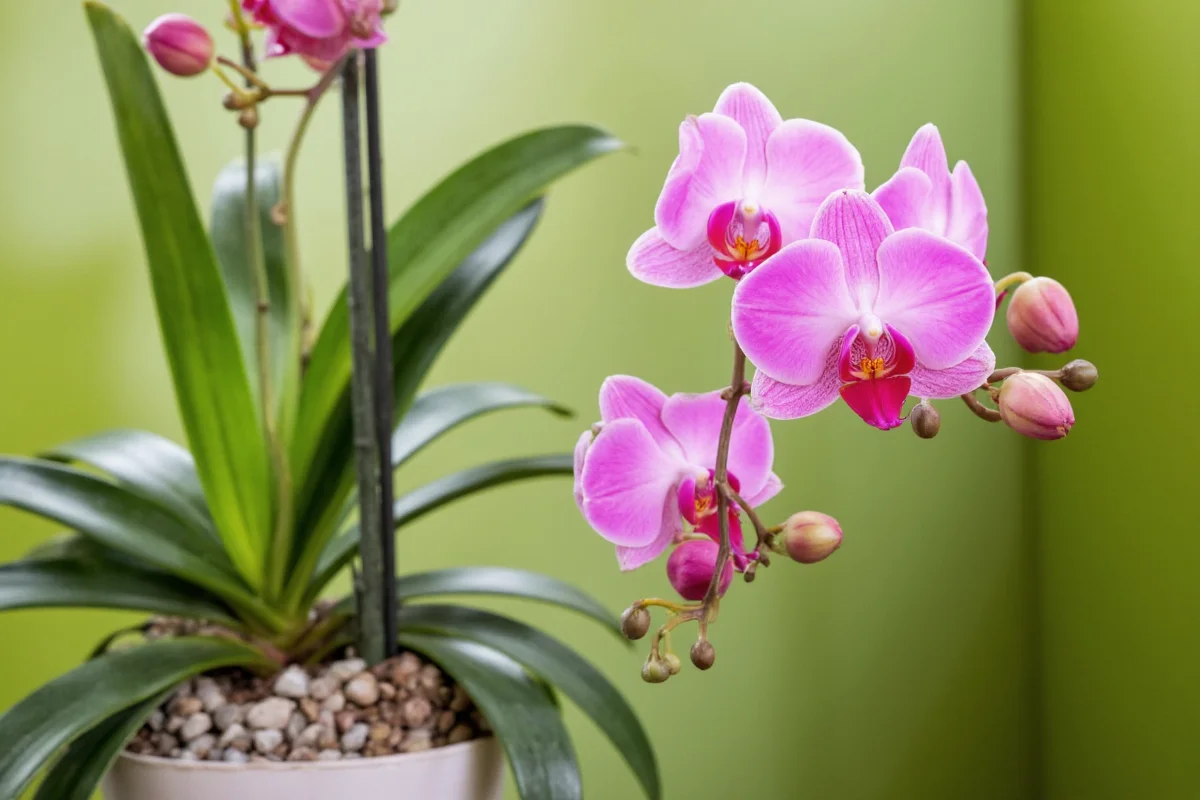 how to water an orchid plant