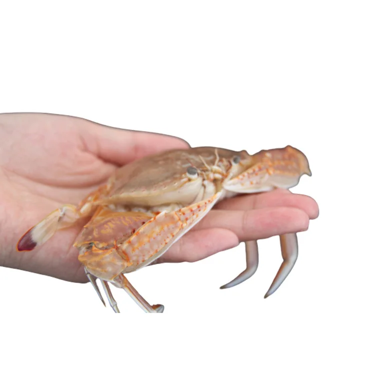 
SXZ-18 Factory Sale Various 5Ton Ggladiator Swimming Crab 