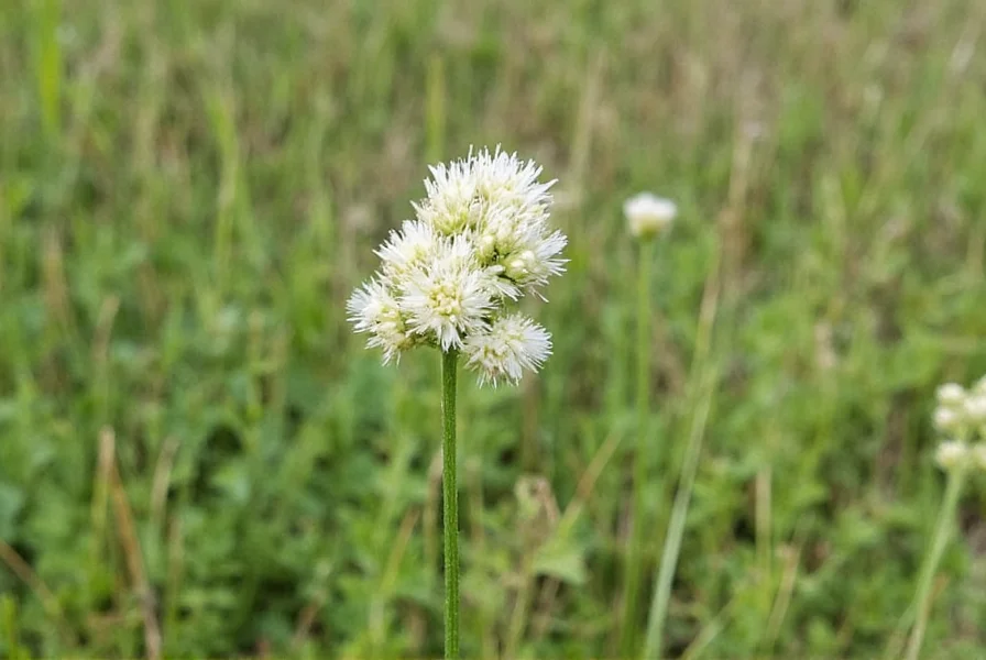 White prairie clover plant showing distinctive white flower spikes and gray-green foliage in natural prairie setting