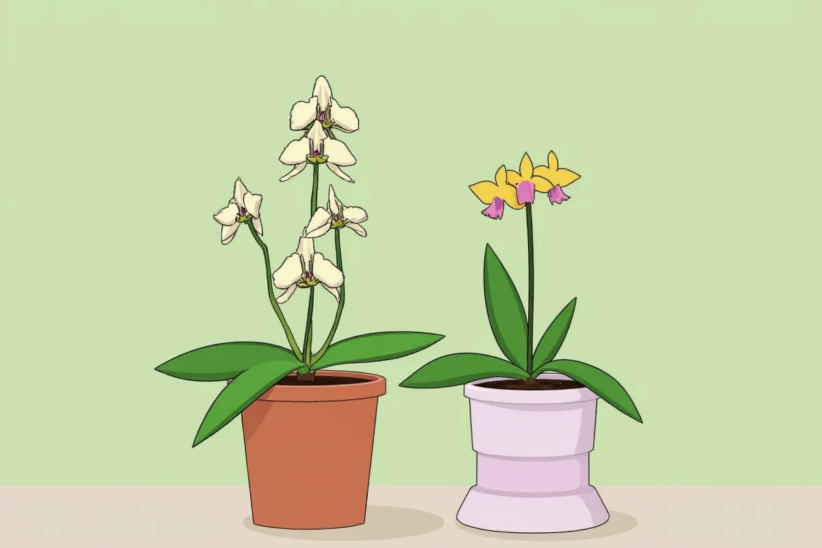 how to plant orchid