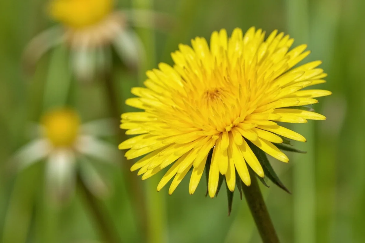 0328 dandelion