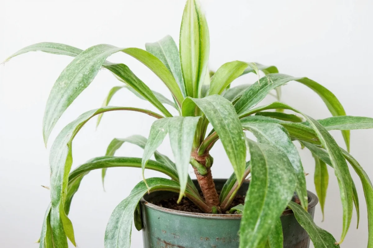 how to care for money plant