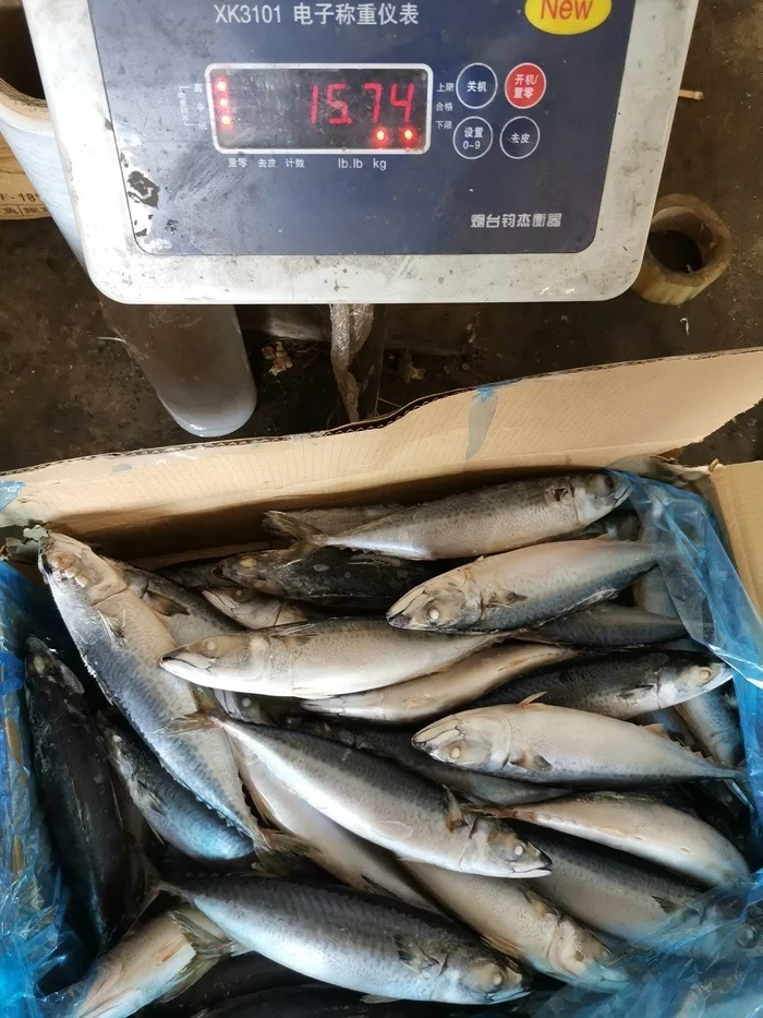 
Frozen Whole Round 300-500G Pacific Mackerel Sea Dream 