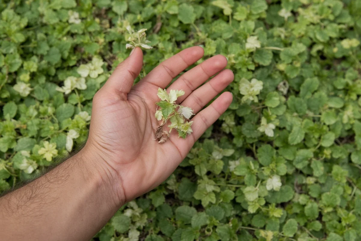 how to revive a prayer plant