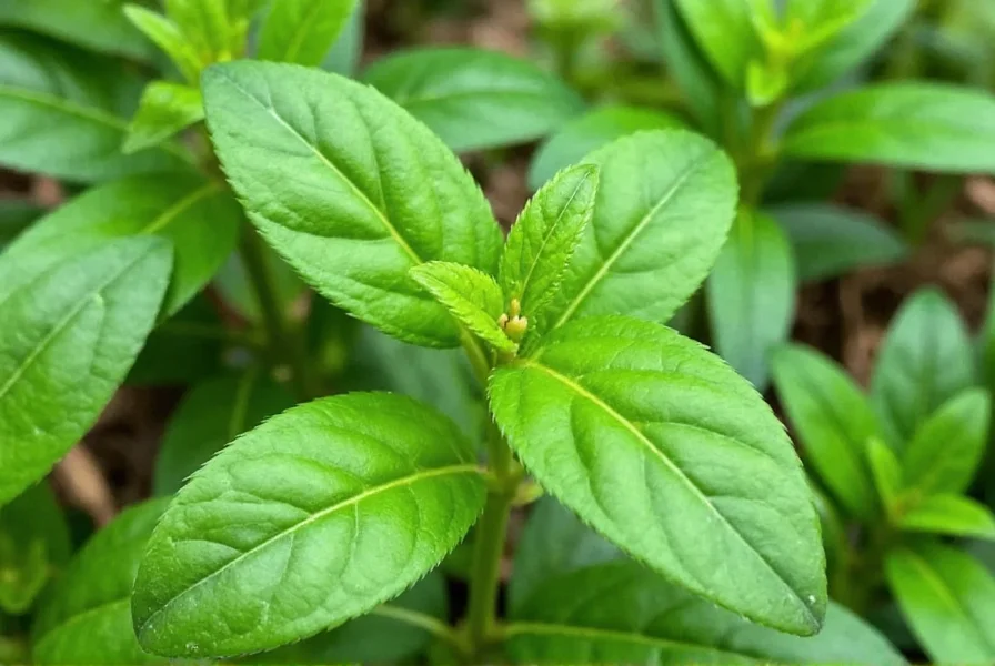 Chef's hands preparing a fruit salad with fresh cinnamon basil leaves as garnish