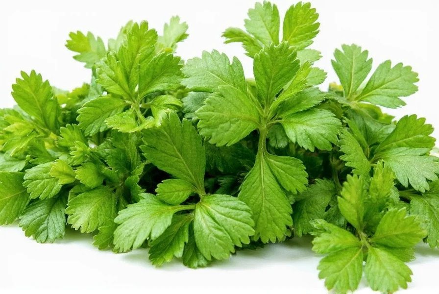 Comparison of fresh cilantro leaves versus dried coriander seeds in spice jars
