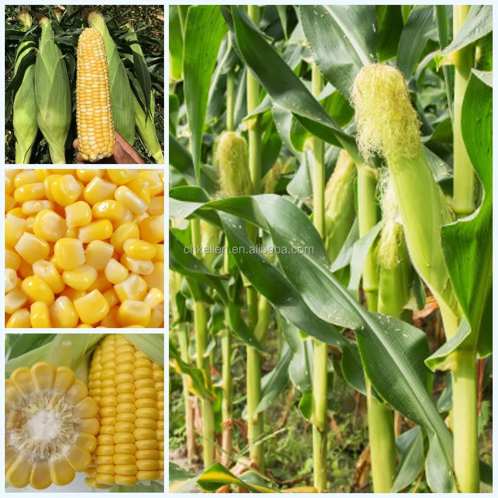良い評判と最高のサービス新鮮なコーンハスカーコーンシェラー Buy 新鮮なトウモロコシhusker新モデル