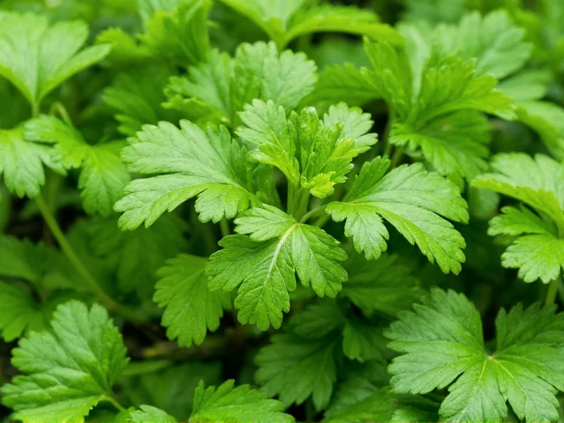 Italian Parsley vs Cilantro: Clear Differences Explained