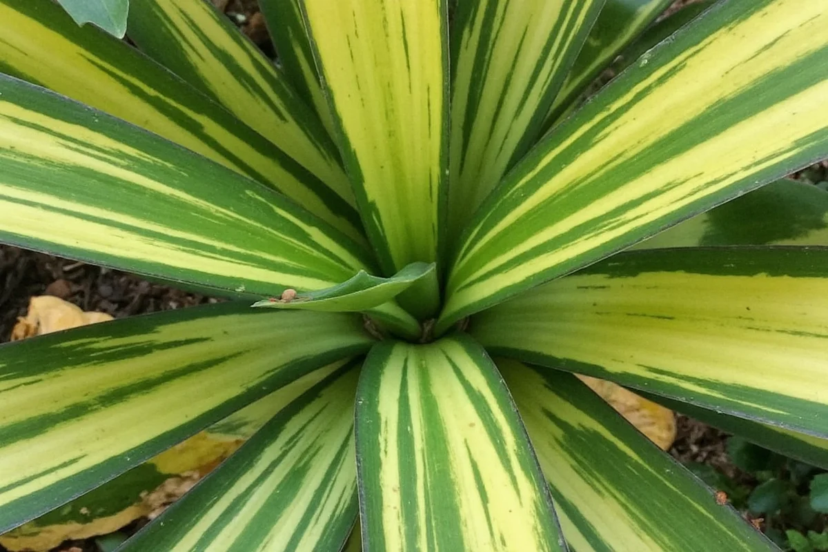can a snake plant live outside