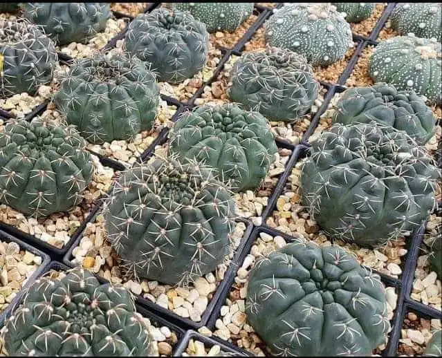 
wholesale Cactus Gymnocalycium baldianum with Flowers indoor cactus plants 