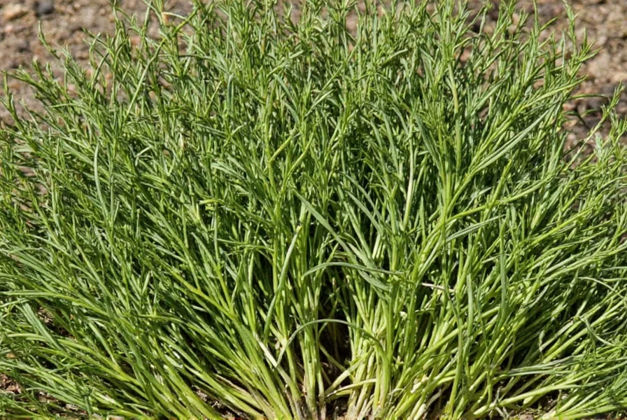 Chive bowl