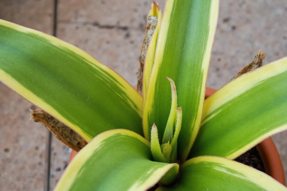 how to cut snake plant
