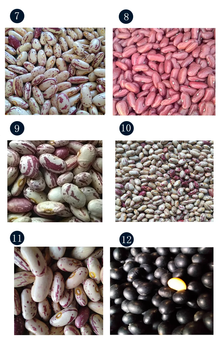 紫斑豆，中国红豆