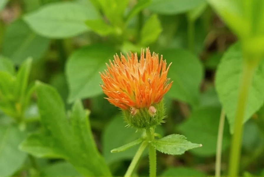 Close-up view of orange clover flowers showing distinctive orange blossoms and trifoliate leaves