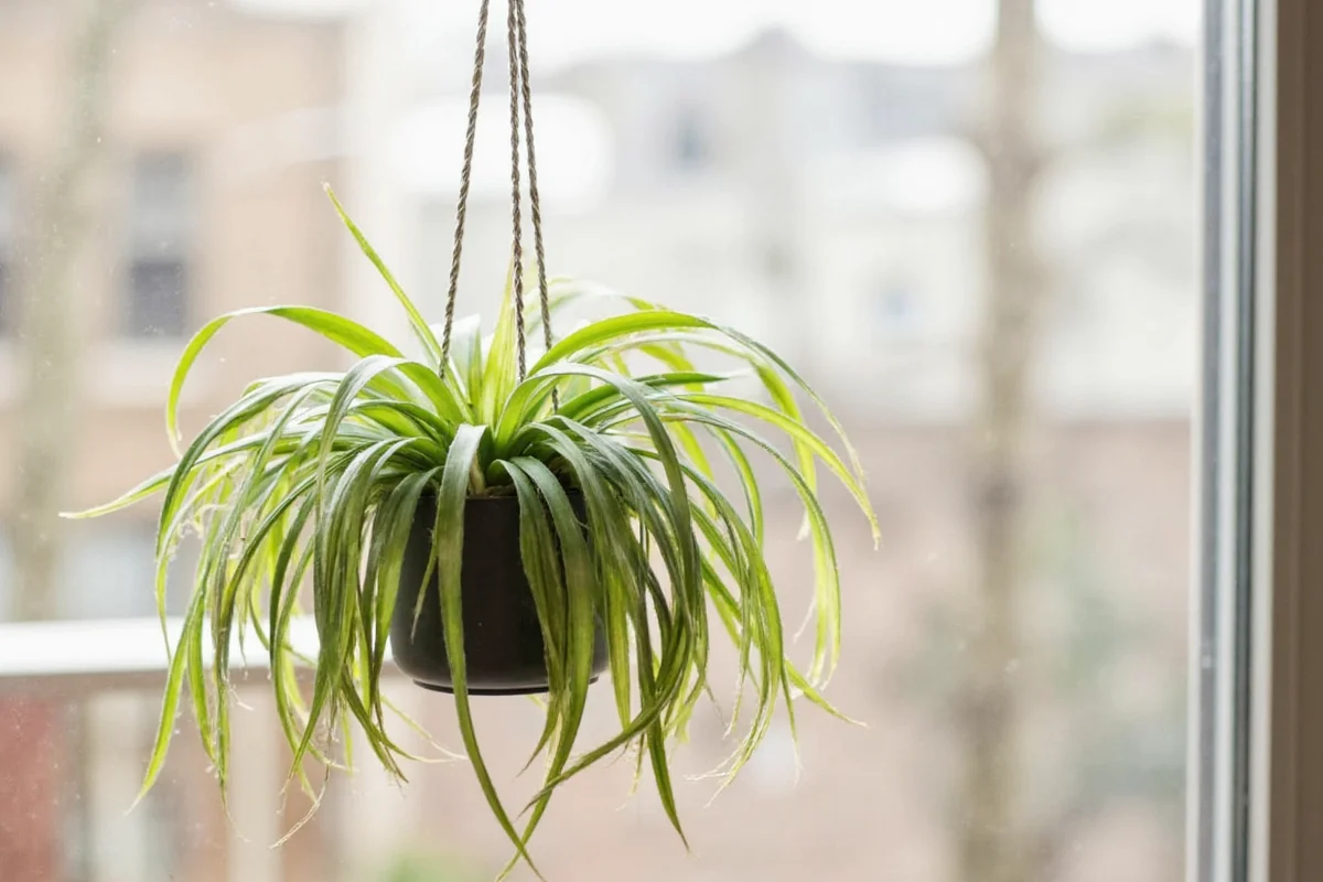 how long to soak air plants