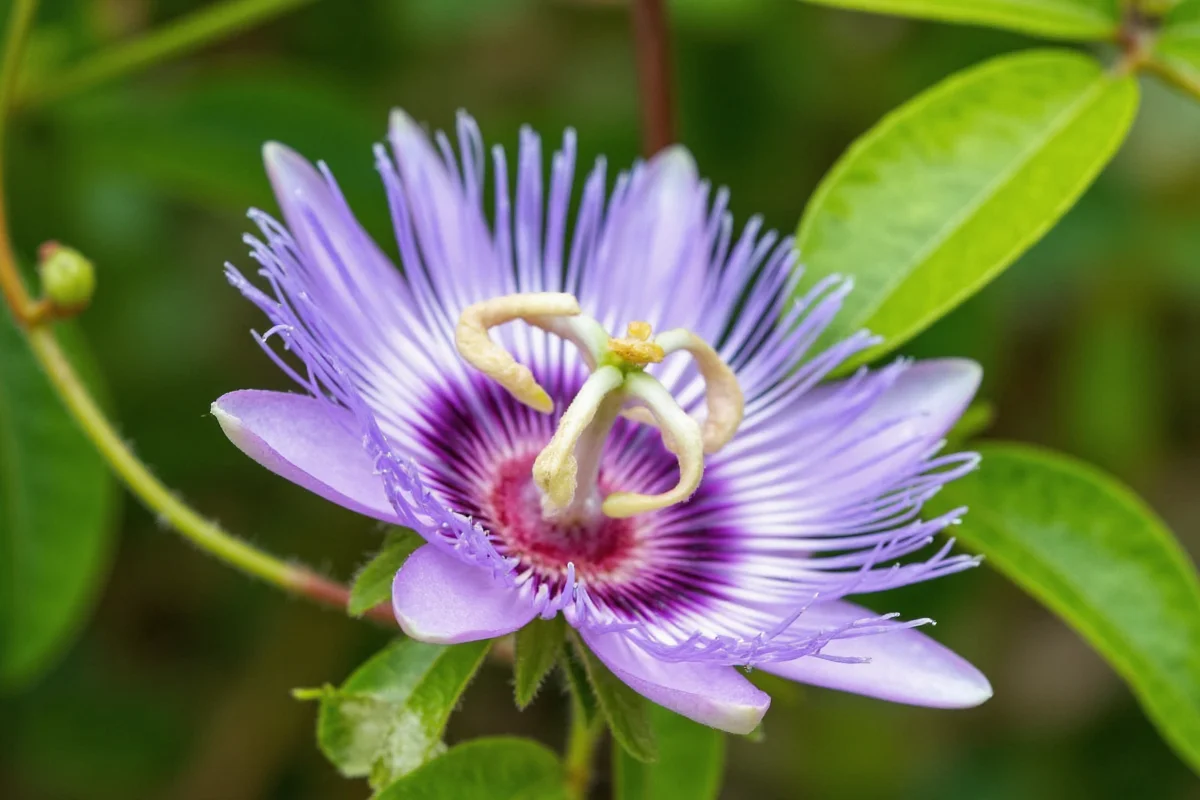 0927 passionflower
