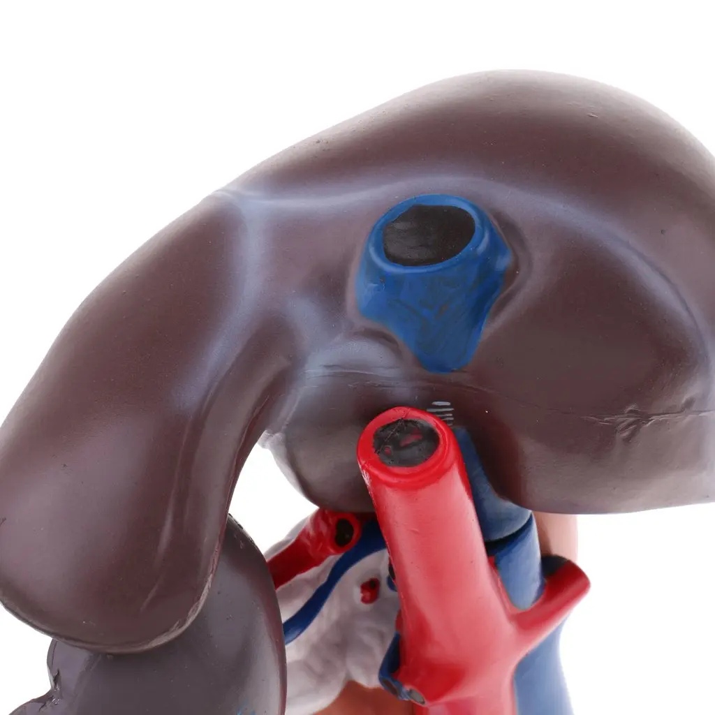 Life Size Human Anatomy Liver Pancreas And Duodenum Model Surgery Medical Display