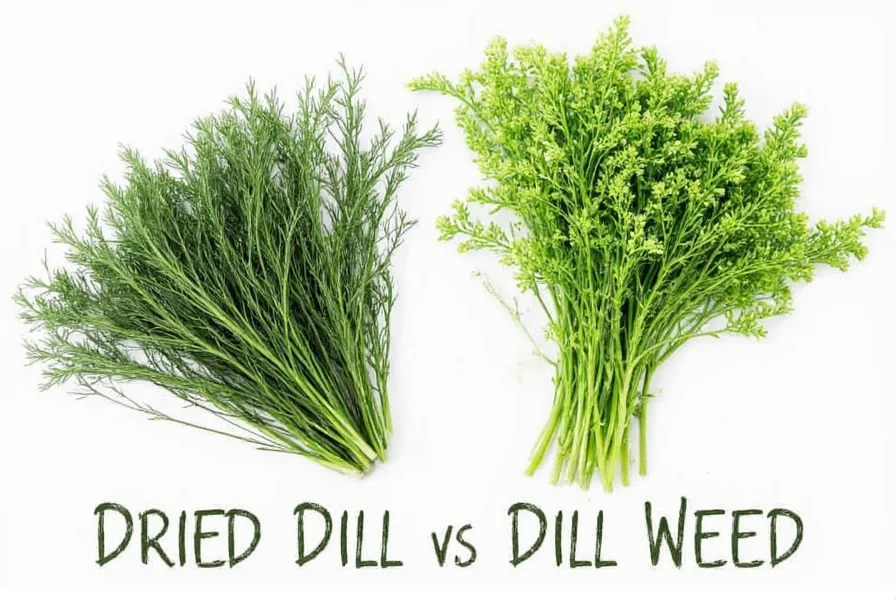 Fresh dill weed sprigs next to dried dill in spice jar