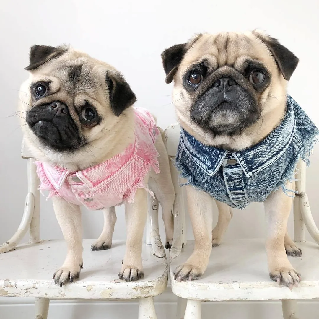 

Pet Clothing Summer Dog Jeans Wear Fashion Dog Running Jean Jacket Vest