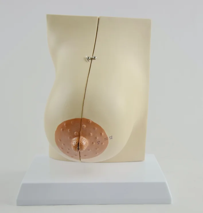 human female anatomical breast model in lactation mammary gland