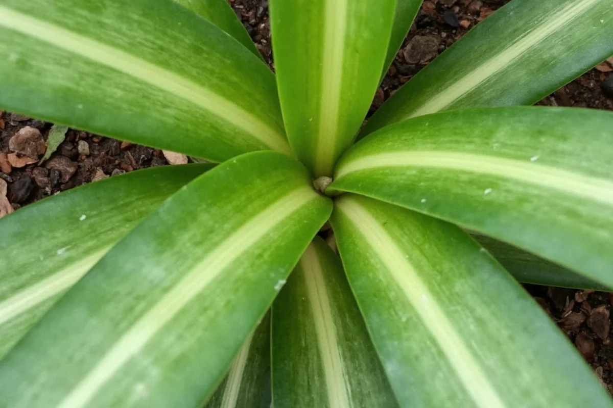 how to cut back jade plant