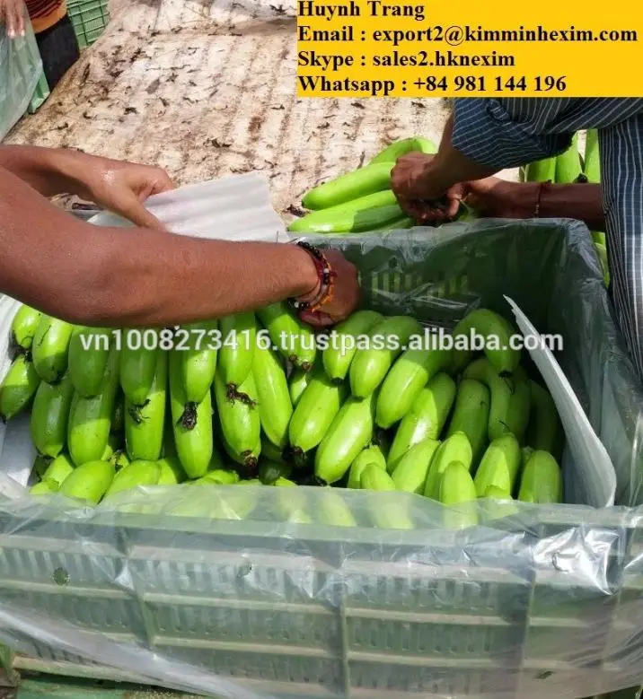 
GREEN CAVENDISH BANANA (WHATSAPP : +84 981 144 196) 