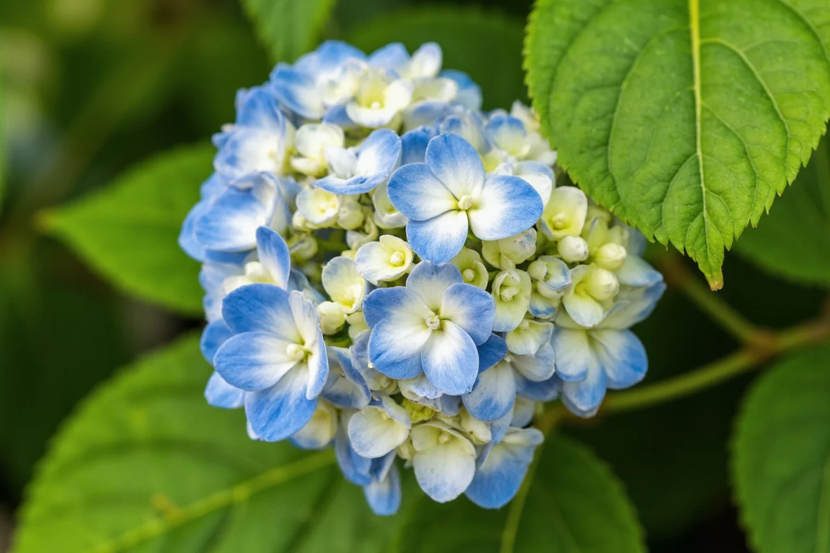 how to plant hydrangea bush