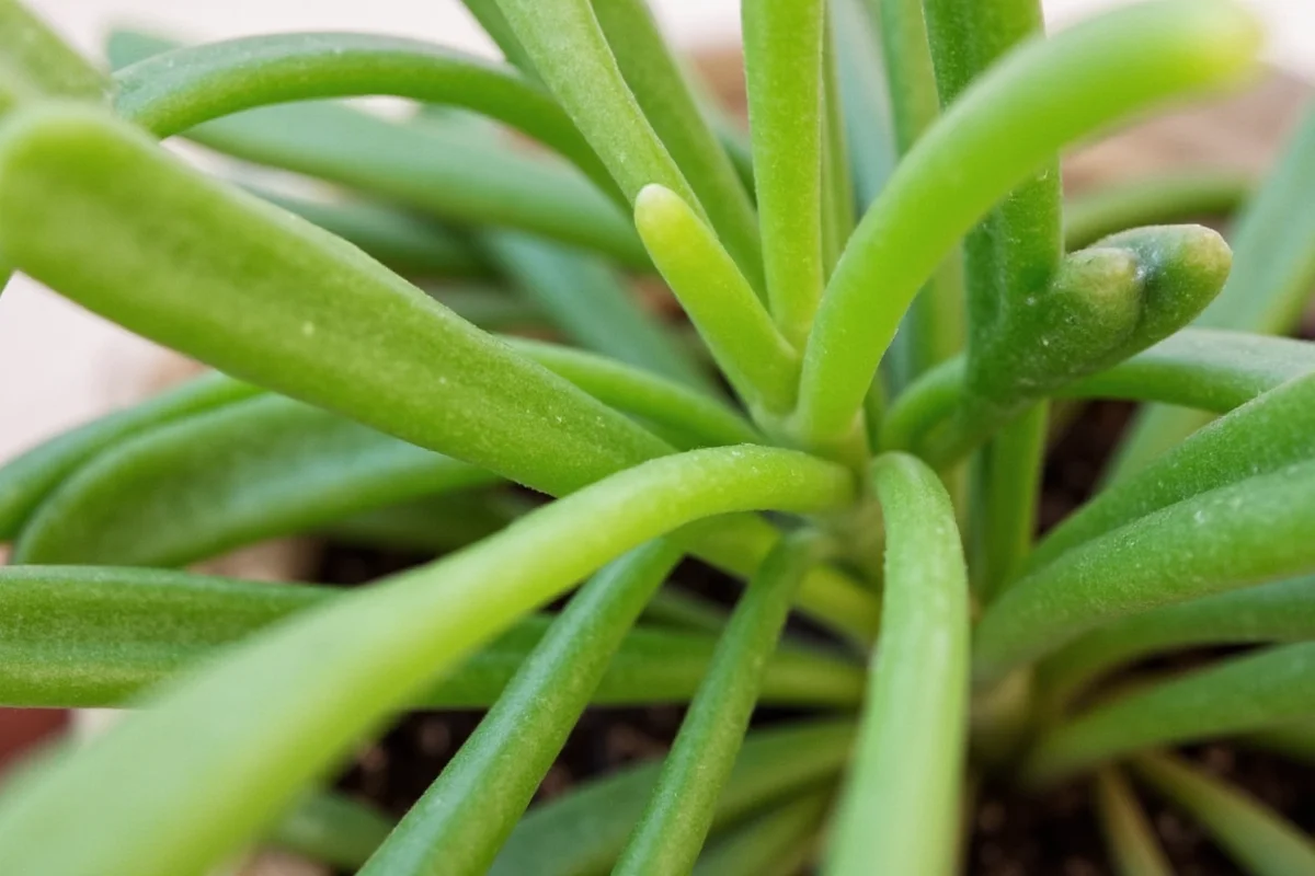 how fast do jade plants grow