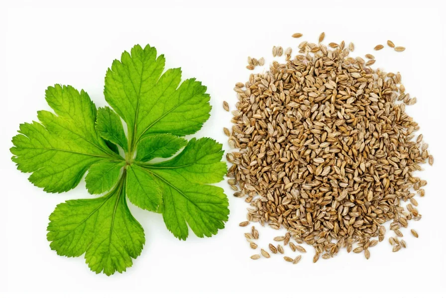 Close-up comparison of fresh cilantro leaves next to dried coriander seeds showing visual differences between the two forms of Coriandrum sativum plant