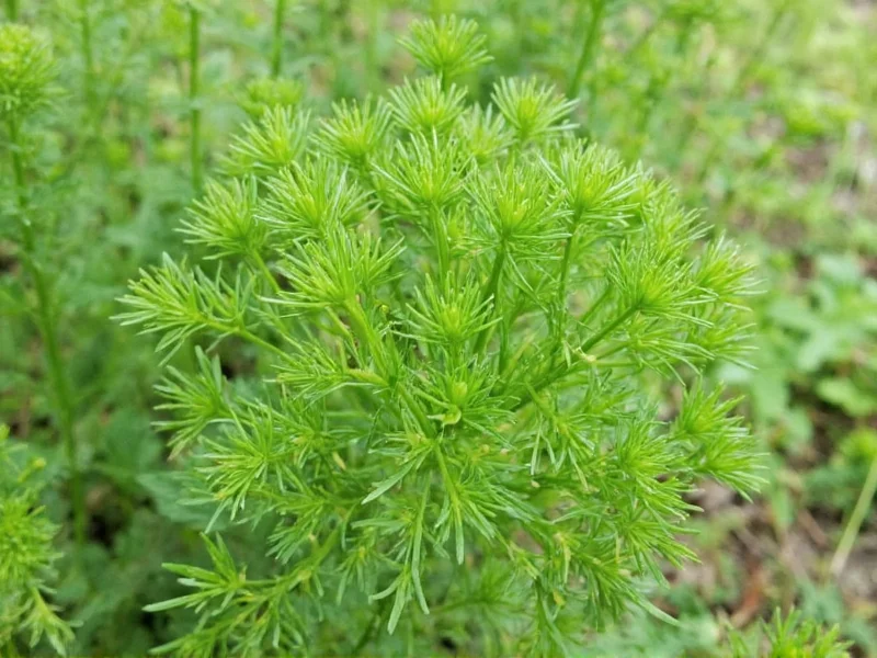 Fennel vs Dill: Clear Differences Explained